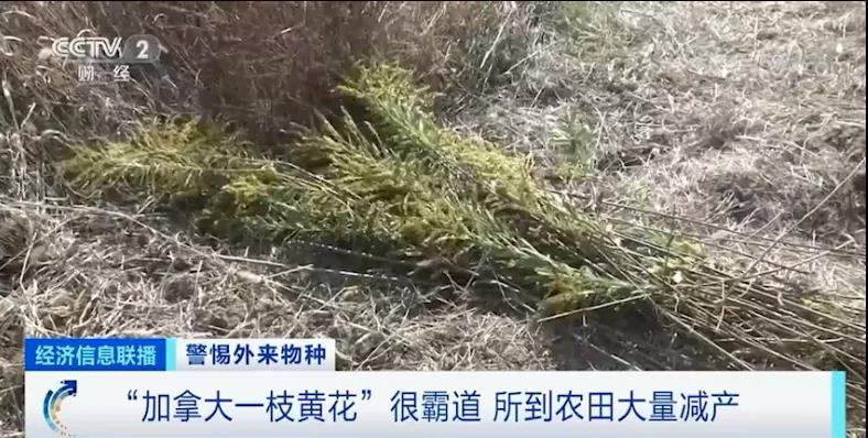 泸州人发现这个“恶魔之花” 要注意-4.jpg