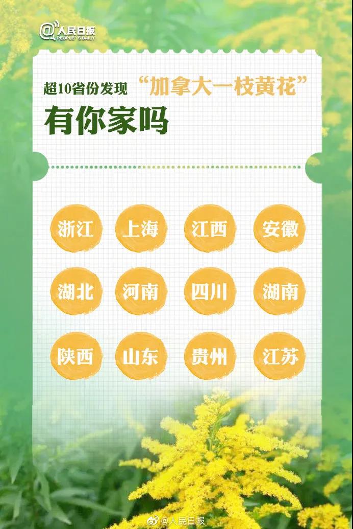 泸州人发现这个“恶魔之花” 要注意-6.jpg