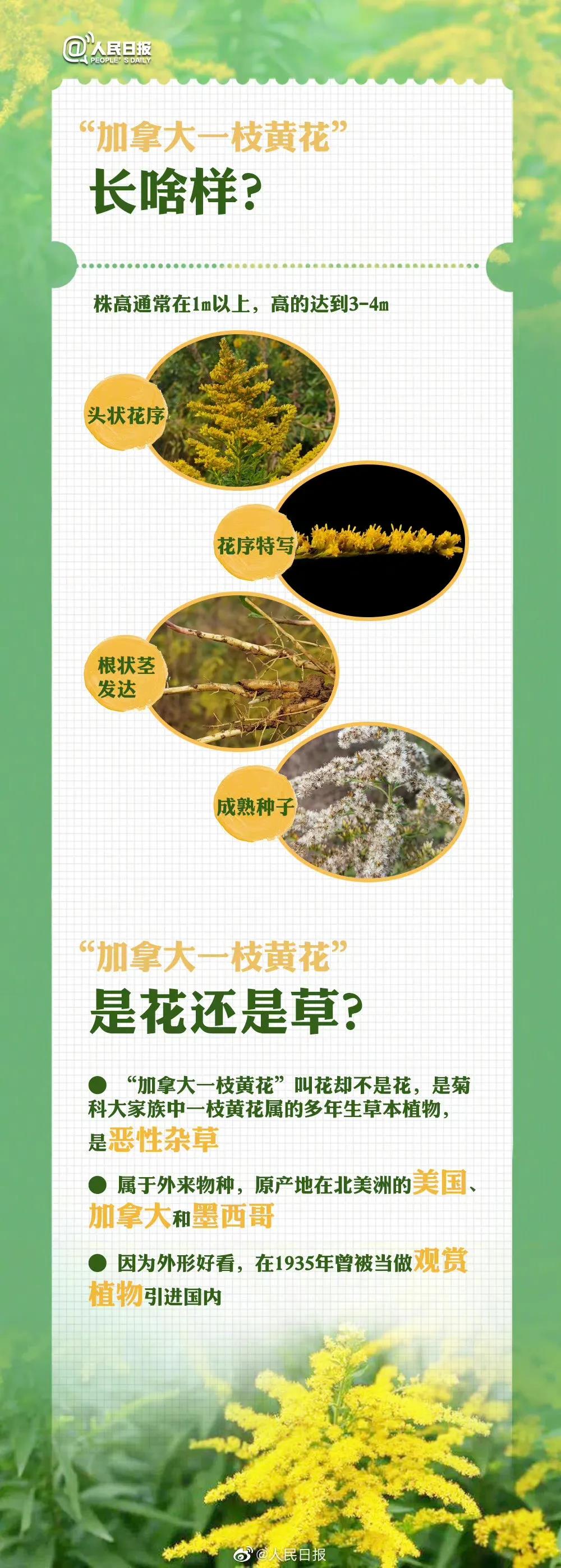 泸州人发现这个“恶魔之花” 要注意-7.jpg