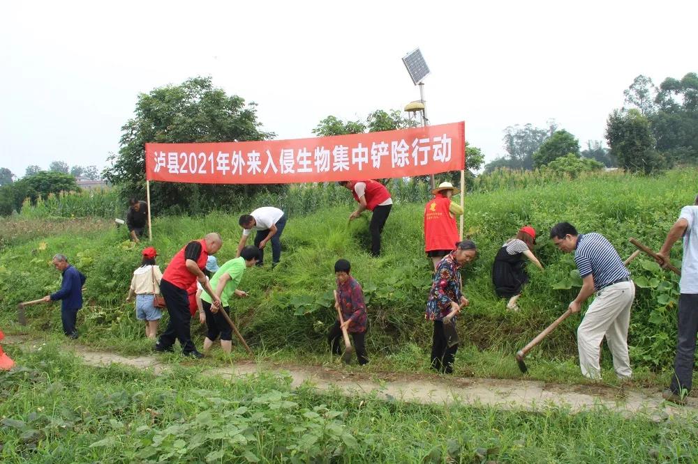 泸州人发现这个“恶魔之花” 要注意-8.jpg