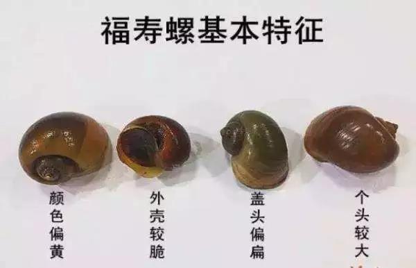 泸州人发现这个“恶魔之花” 要注意-11.jpg