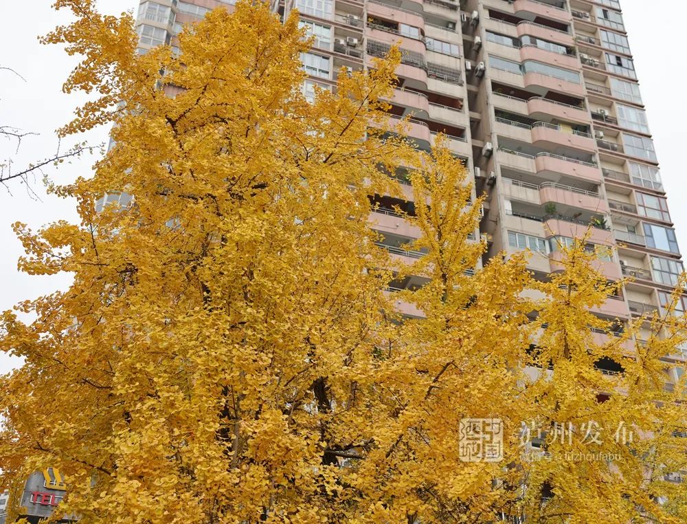 18℃的泸州要回来了！连晴预告，羽绒服可以休息一下-5.jpg