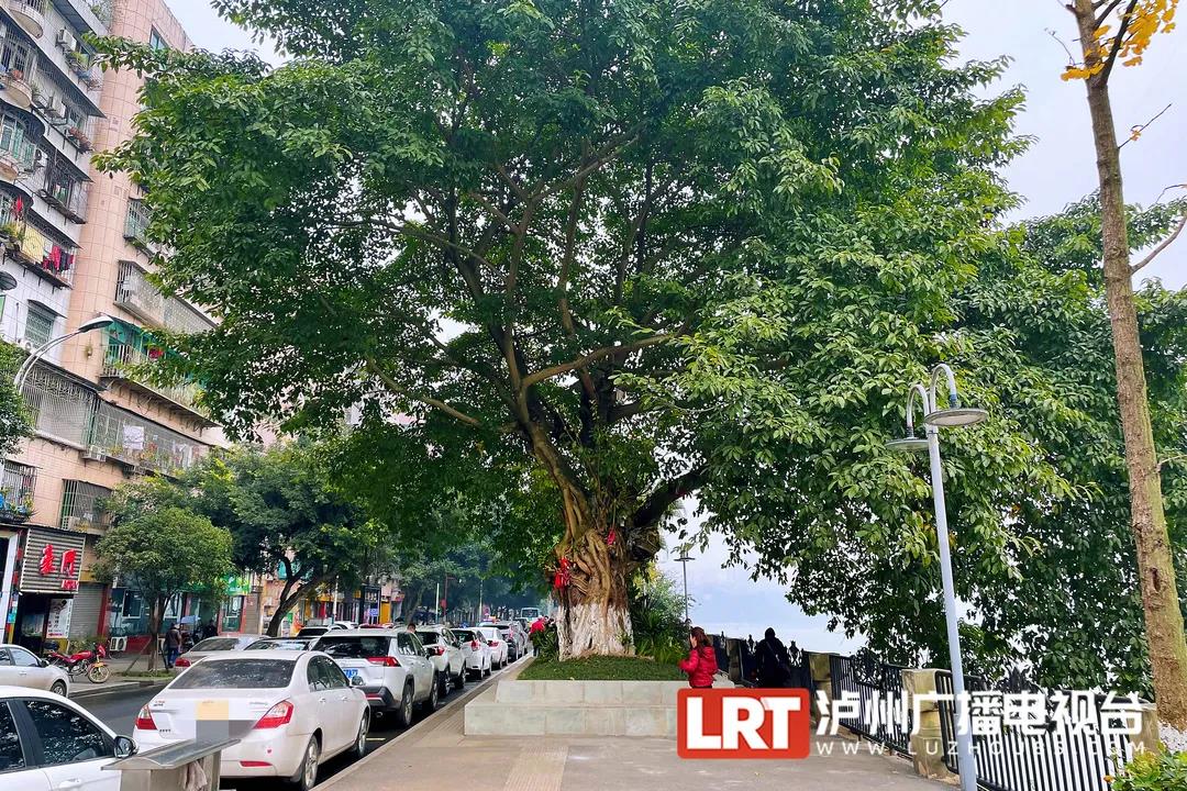 大家可以认领古树啦！泸州首批“古树微公园”打造完成-3.jpg