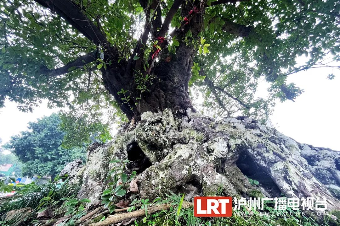 大家可以认领古树啦！泸州首批“古树微公园”打造完成-5.jpg