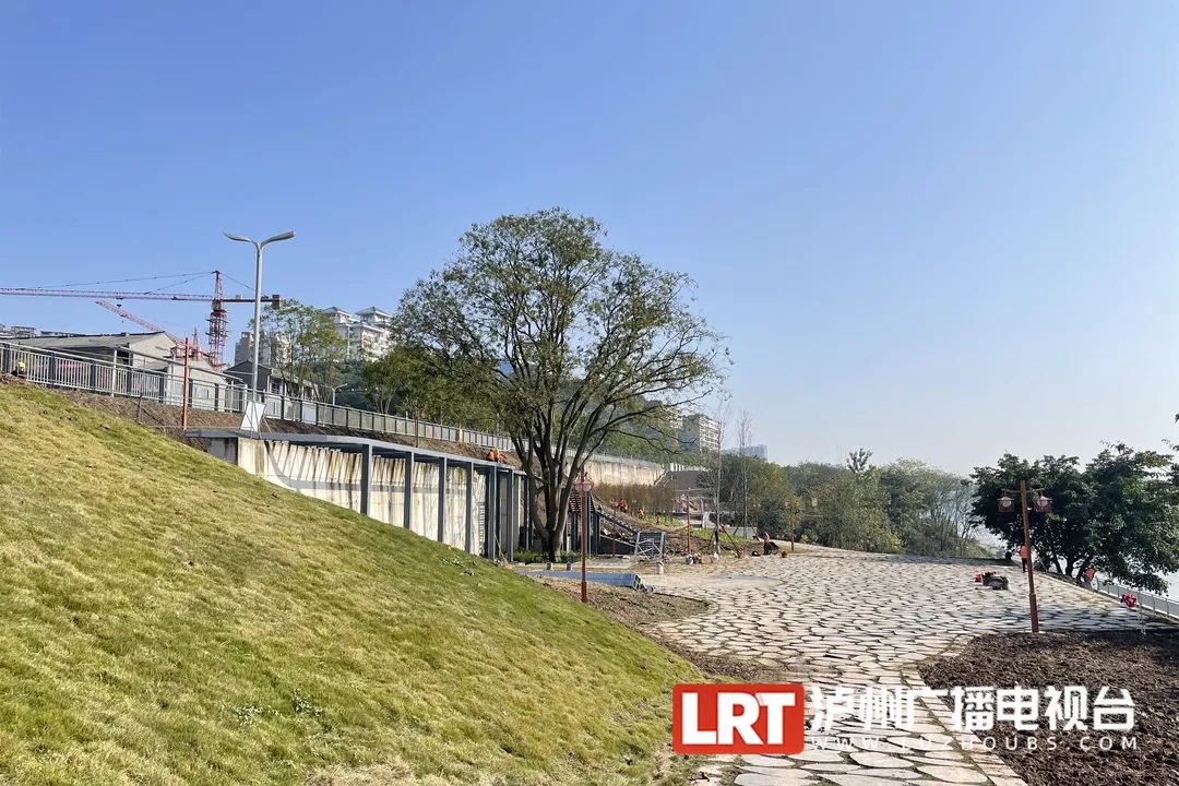 大家可以认领古树啦！泸州首批“古树微公园”打造完成-6.jpg