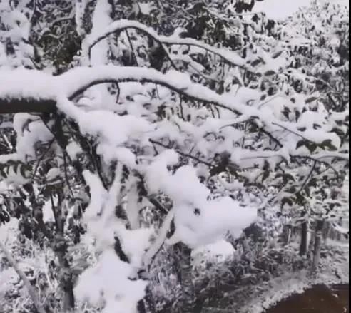快看！泸州下雪了……-4.jpg