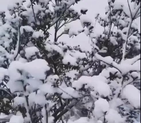 快看！泸州下雪了……-5.jpg