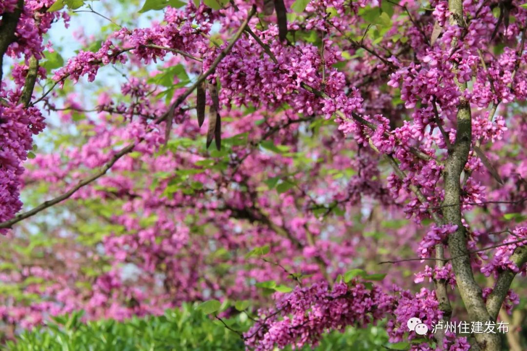 “花”点时间，看泸州“街花”图鉴-7.jpg
