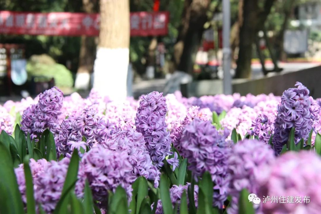 “花”点时间，看泸州“街花”图鉴-11.jpg