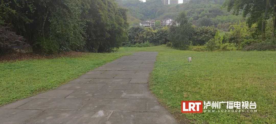 超美！张坝桂圆林出现大量“亮晶晶”（附出没位置）-1.jpg