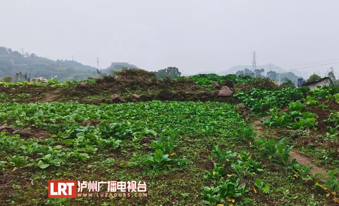 泸州这所多年未动工的学校终于要进场施工了……-2.jpg