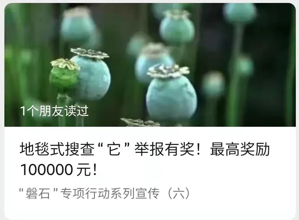 偏方治病？泸州一村民种3000余株罂粟！-1.jpg