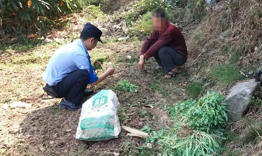 偏方治病？泸州一村民种3000余株罂粟！-6.jpg