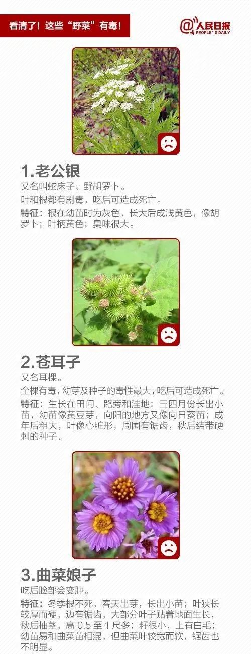 @泸州人：朋友圈流传“野菜图鉴”？医生提醒来了！-3.jpg