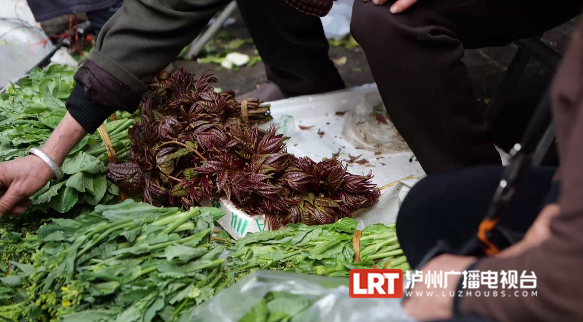 @泸州人：朋友圈流传“野菜图鉴”？医生提醒来了！-1.png