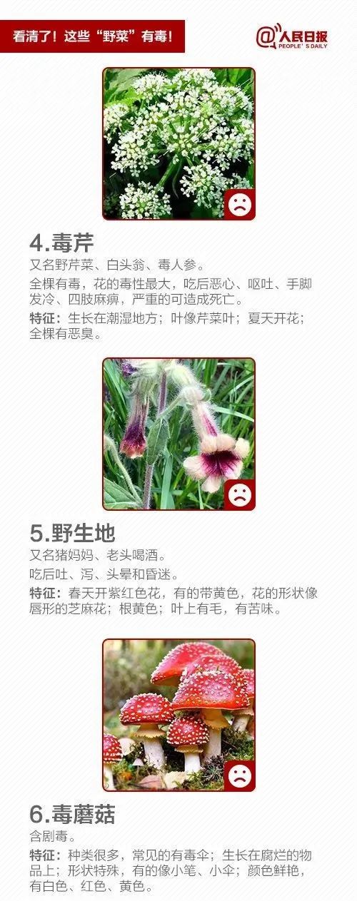 @泸州人：朋友圈流传“野菜图鉴”？医生提醒来了！-4.jpg