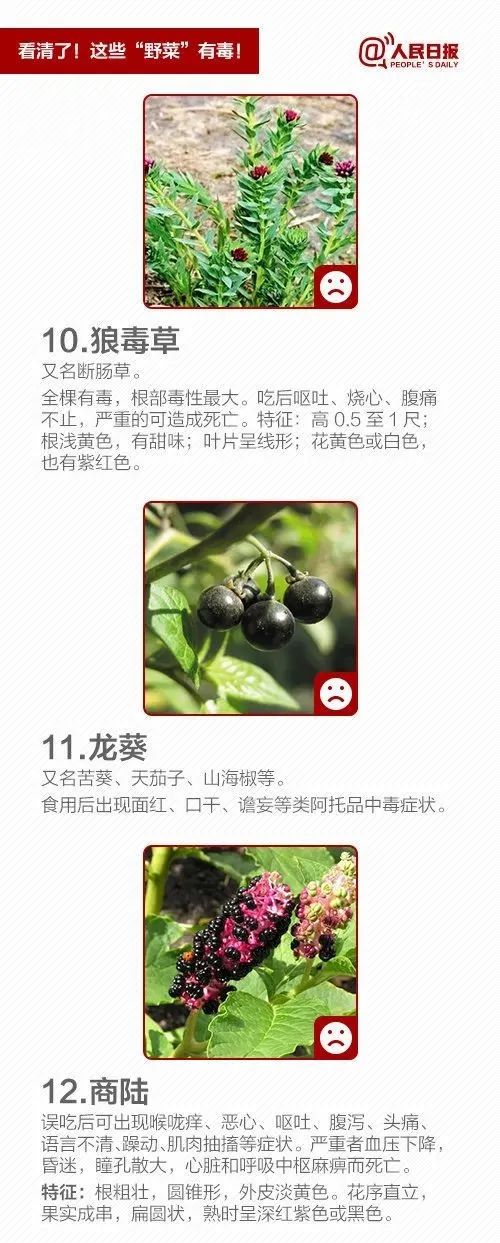@泸州人：朋友圈流传“野菜图鉴”？医生提醒来了！-6.jpg