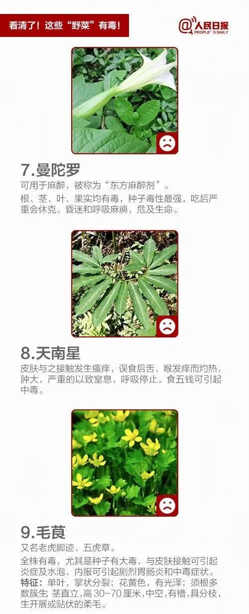@泸州人：朋友圈流传“野菜图鉴”？医生提醒来了！-5.jpg