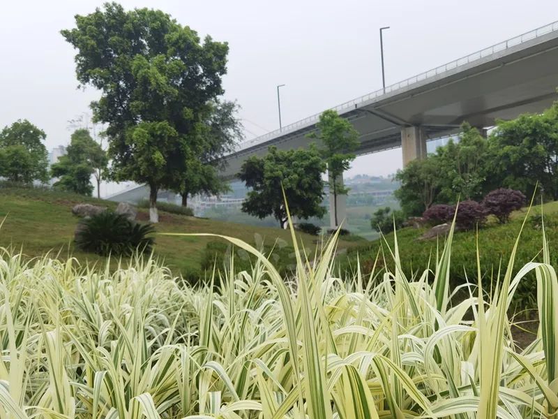 春日休闲丨今天去哪玩？泸州这几个公园争先举手：选我！-1.jpg