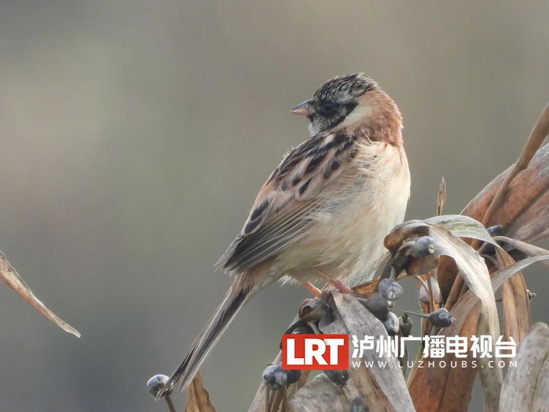 世界近危鸟类，在泸州被发现……-1.jpg