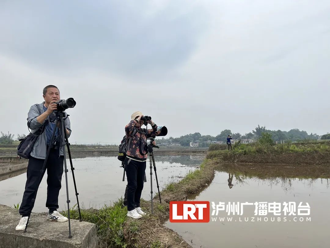 世界近危鸟类，在泸州被发现……-2.jpg