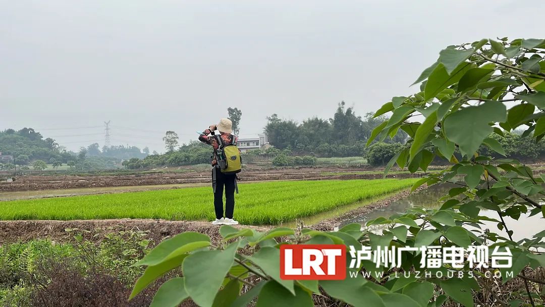 世界近危鸟类，在泸州被发现……-3.jpg