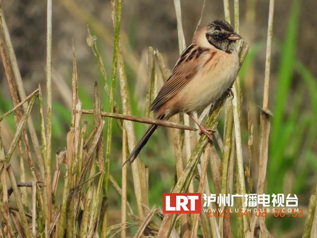 世界近危鸟类，在泸州被发现……-4.jpg