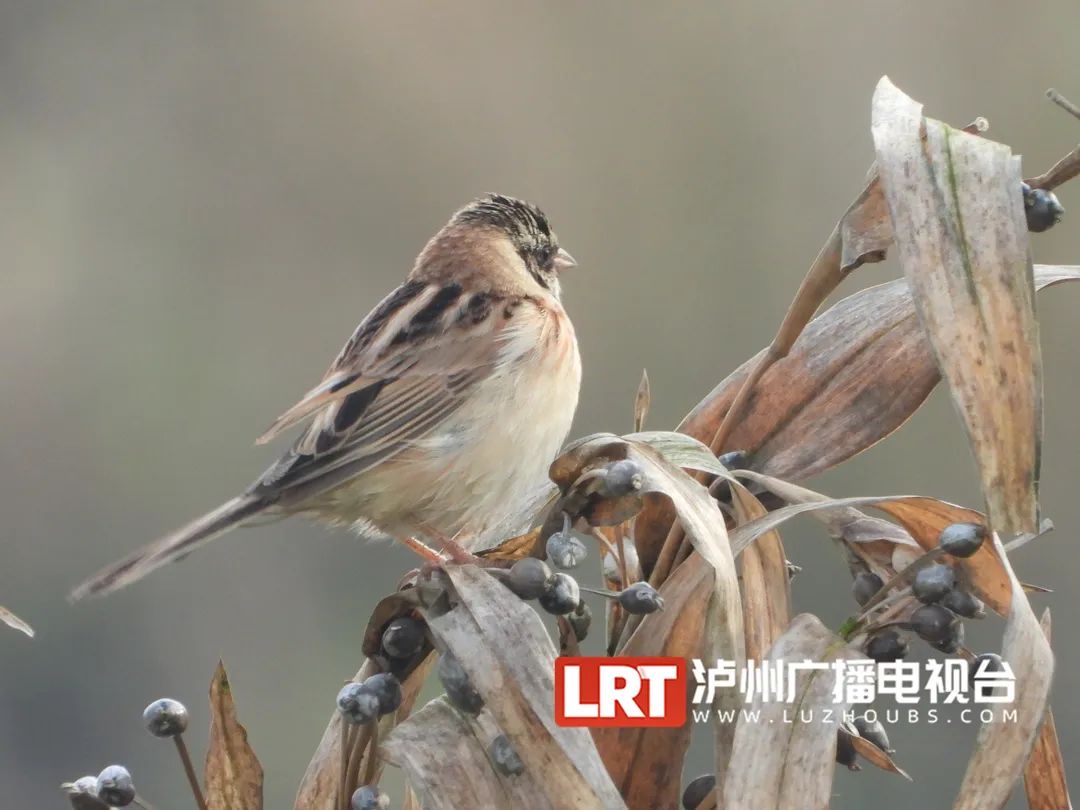 世界近危鸟类，在泸州被发现……-5.jpg
