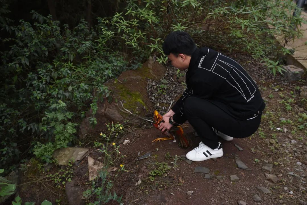 好漂亮！古蔺网友“偶遇”两只红腹锦鸡-1.jpg