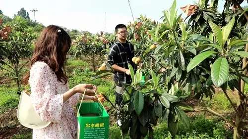 枇杷熟了，又大又甜，合江白沙镇邀你去摘枇杷-3.jpg