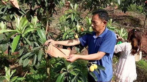枇杷熟了，又大又甜，合江白沙镇邀你去摘枇杷-2.jpg