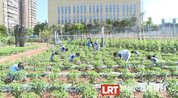 占地15亩！泸州校园版“开心农场”上线-2.jpg