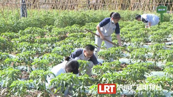 占地15亩！泸州校园版“开心农场”上线-4.jpg