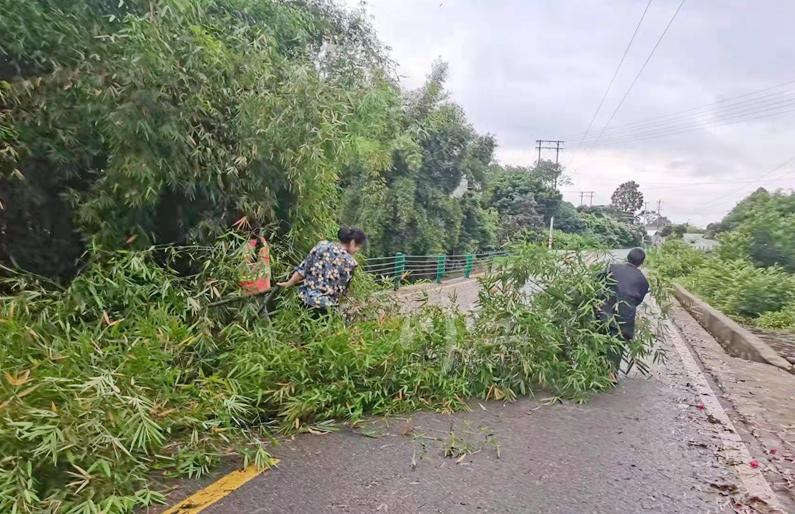 昨晚风有多大？江阳区200余棵公路行道树被吹倒！这些路段注意观察通行-2.jpg