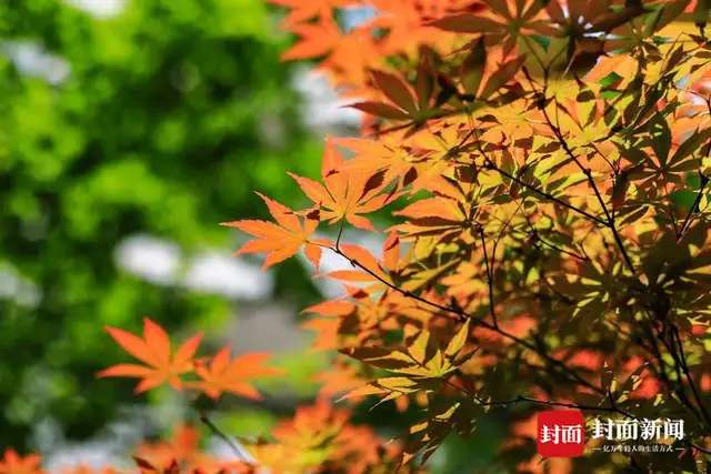 五一期间天气将由雨转晴 四川古蔺中学校园内红叶光彩夺目-1.jpg