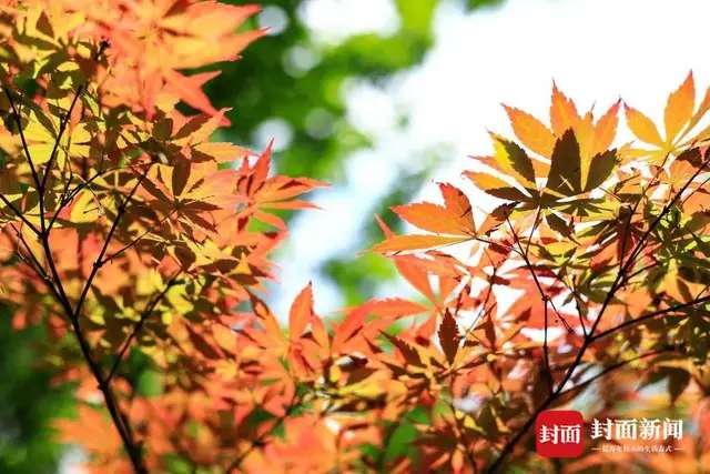 五一期间天气将由雨转晴 四川古蔺中学校园内红叶光彩夺目-5.jpg