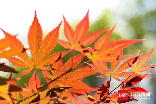 五一期间天气将由雨转晴 四川古蔺中学校园内红叶光彩夺目-6.jpg