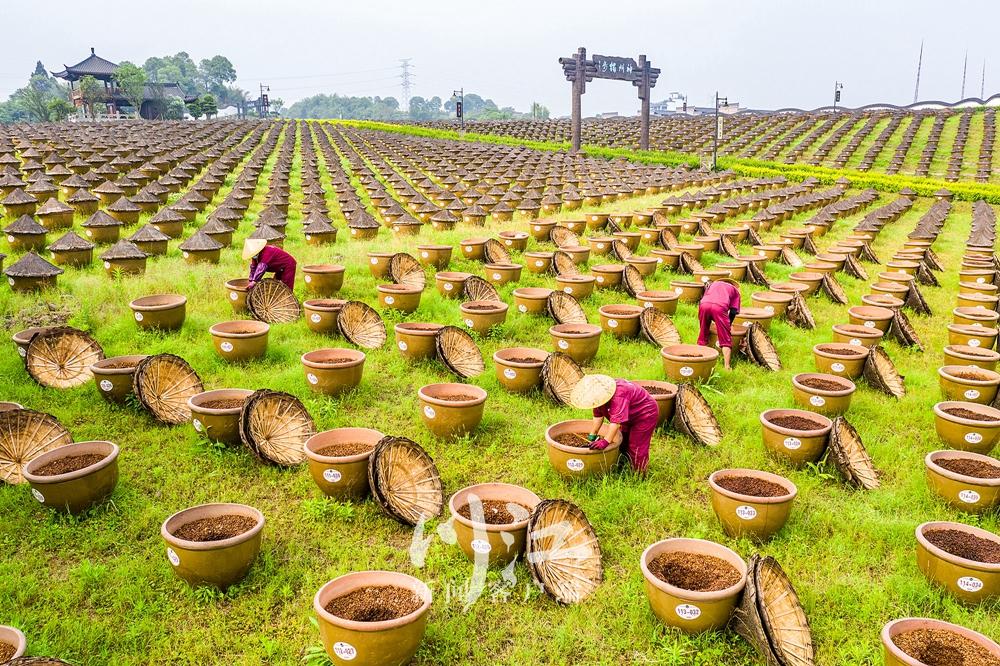 满屏酱油香！合江这处酿造基地里，10万口晒缸拼出壮观风景-2.jpg