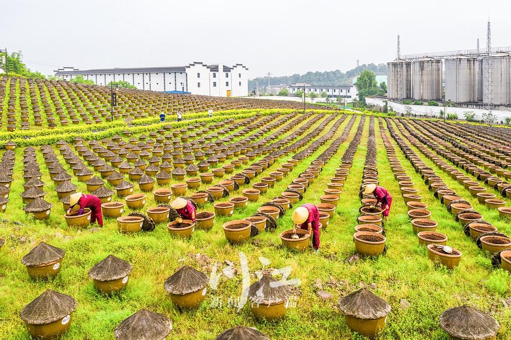 满屏酱油香！合江这处酿造基地里，10万口晒缸拼出壮观风景-3.jpg