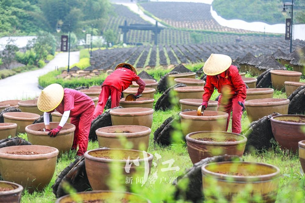 满屏酱油香！合江这处酿造基地里，10万口晒缸拼出壮观风景-5.jpg