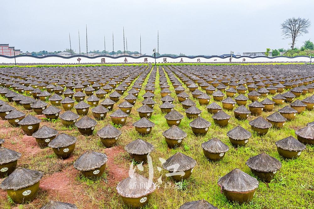 满屏酱油香！合江这处酿造基地里，10万口晒缸拼出壮观风景-9.jpg