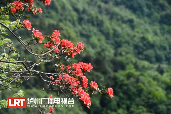 泸州古蔺：沉睡500年的睡莲叶杜鹃迎风怒放-2.jpg