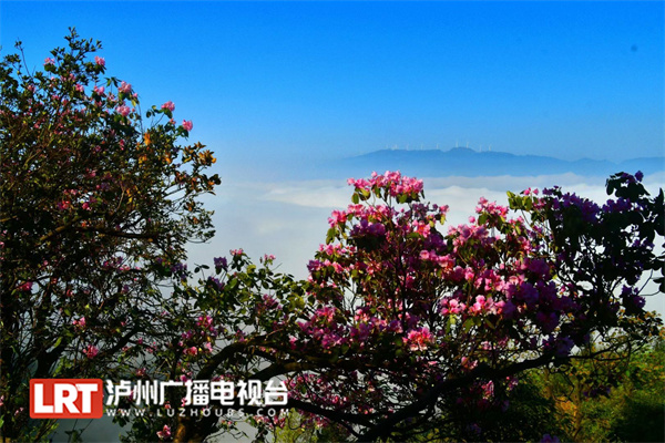 泸州古蔺：沉睡500年的睡莲叶杜鹃迎风怒放-1.jpg