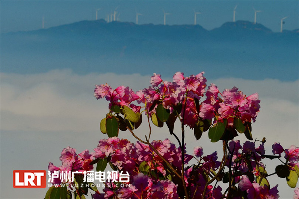泸州古蔺：沉睡500年的睡莲叶杜鹃迎风怒放-3.jpg