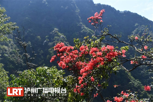 泸州古蔺：沉睡500年的睡莲叶杜鹃迎风怒放-5.jpg