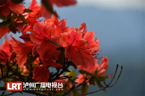 泸州古蔺：沉睡500年的睡莲叶杜鹃迎风怒放-4.jpg