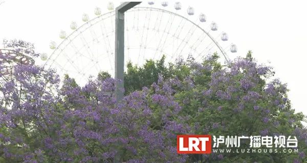 紫蓝色花海等你打卡！泸州主城区3000余株蓝花楹开了-2.jpg