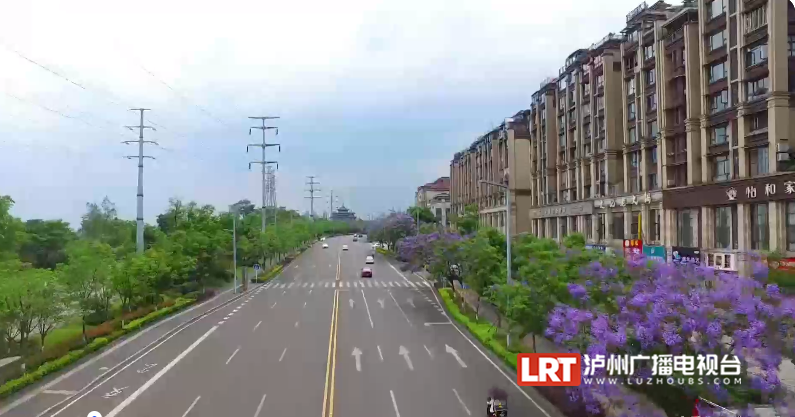 紫蓝色花海等你打卡！泸州主城区3000余株蓝花楹开了-3.png