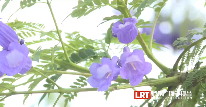 紫蓝色花海等你打卡！泸州主城区3000余株蓝花楹开了-6.png