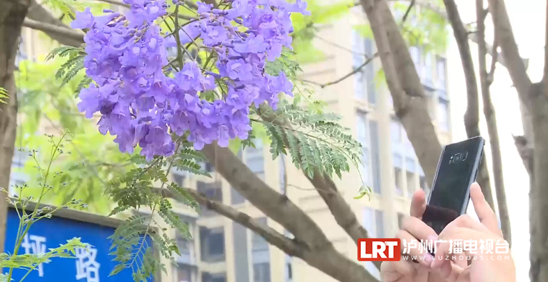紫蓝色花海等你打卡！泸州主城区3000余株蓝花楹开了-8.png